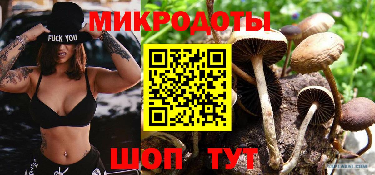 Псилоцибиновые грибы Psilocybe Химки